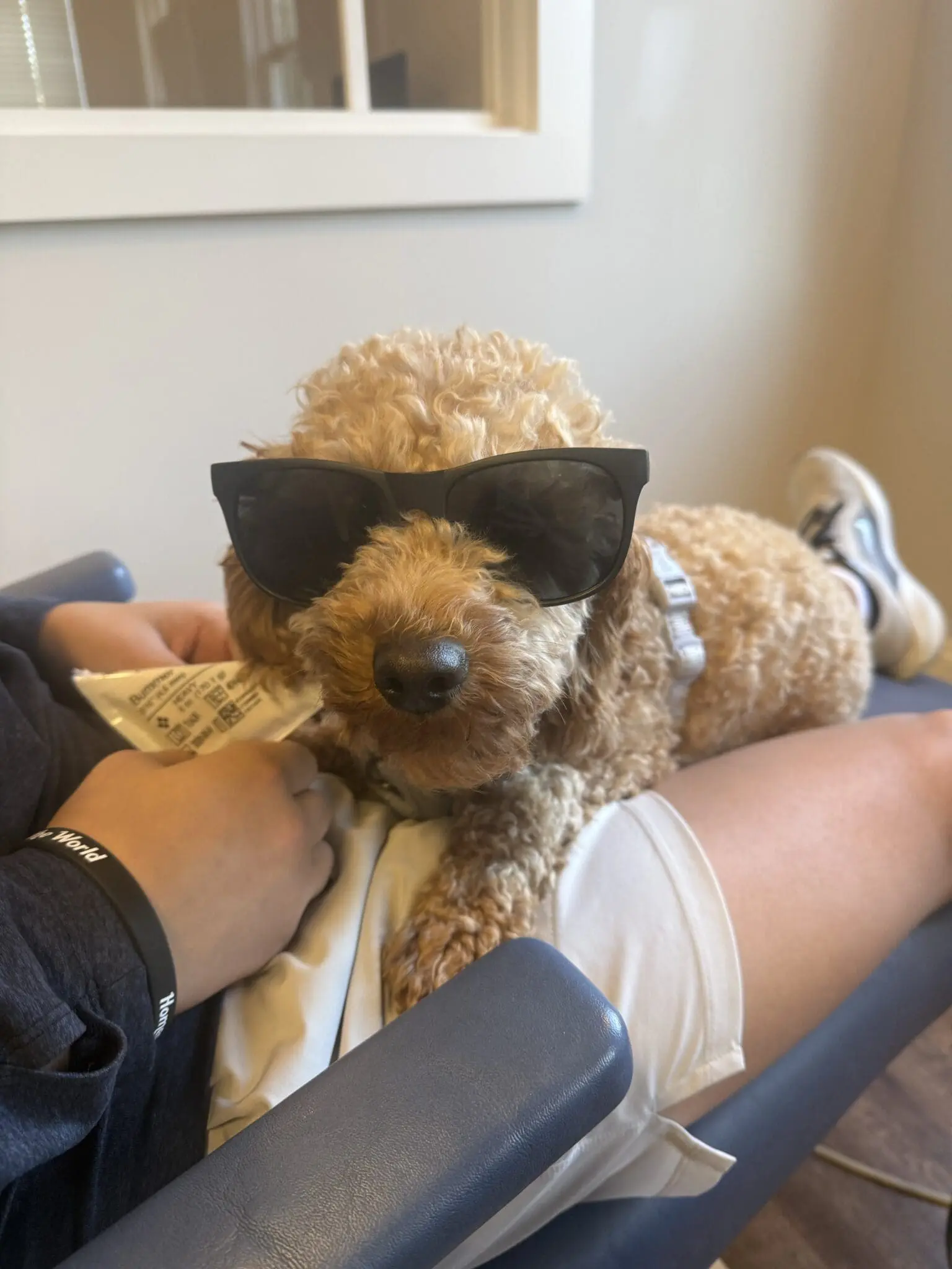 A curly-haired dog wearing sunglasses brings comfort during an orthodontic visit.